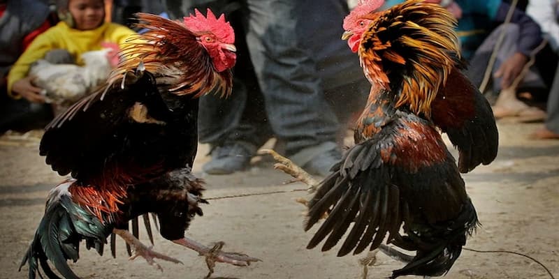 Cầu đá gà đẹp là gì?