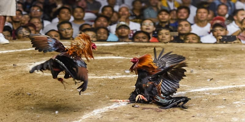 Đá gà tìm hiểu