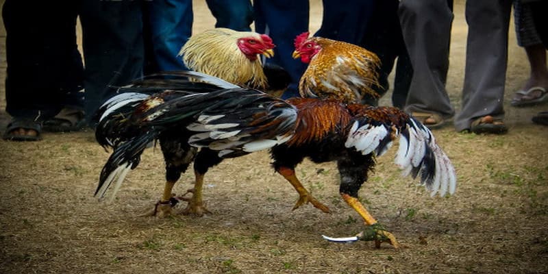 Đá gà luật chơi cơ bản