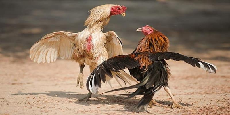 Đá gà chiến thuật nâng cao