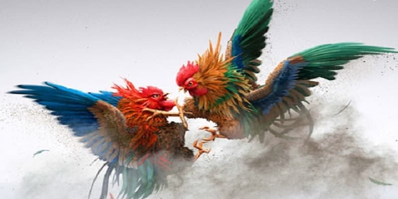 Đá gà cựa sắt Đá gà cựa sắt cách cá cược