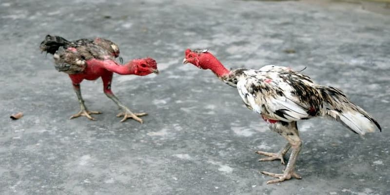 Gà chọi Gà chọi ý nghĩa biểu tượng