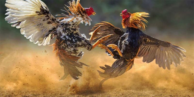 Trực tiếp đá gà cách áp dụng kỹ năng